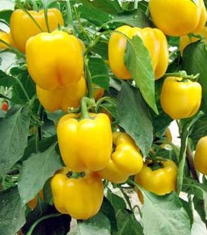 Saldieji pipirai: auginimas ir priežiūra nuo sėklų iki vaisių
