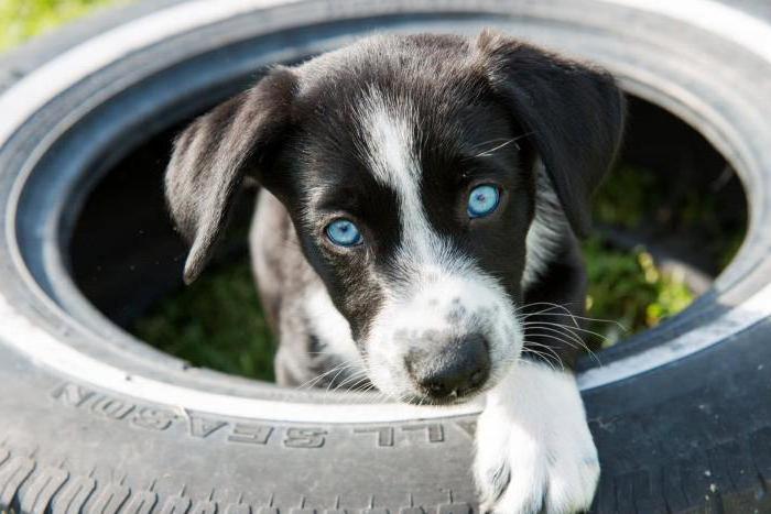 Kaip suteikti šuniui prieglobstį Maskvoje ir Maskvos regione: prieglaudų apžvalga, apibūdinimas ir apžvalgos