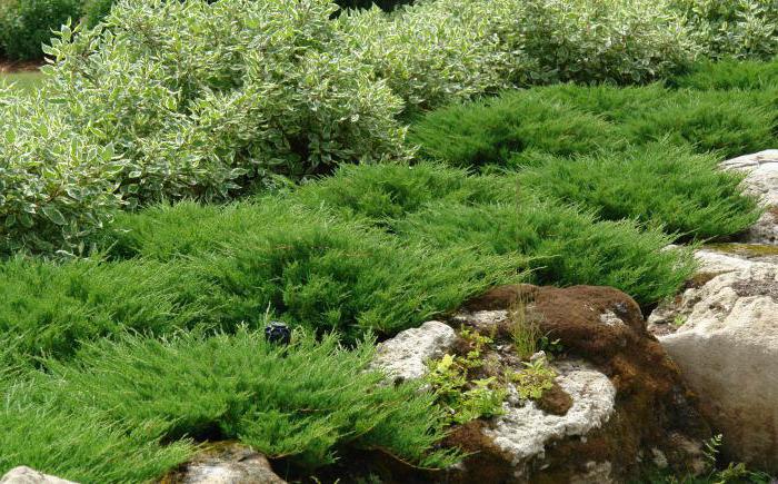 Juniperus horizontalus Andora kompaktiškas: aprašymas, sodinimas, priežiūra, savybės