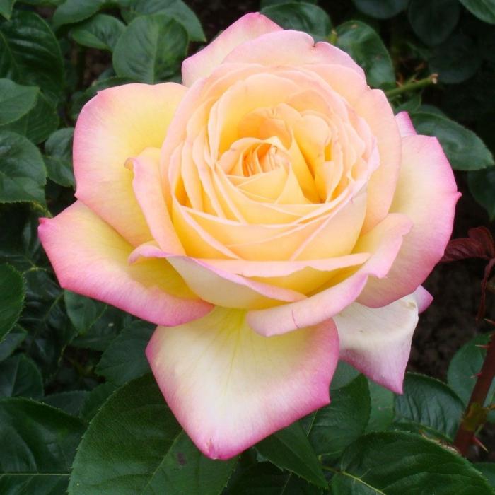 Rose Gloria diena: populiariausias gėlių istorijoje