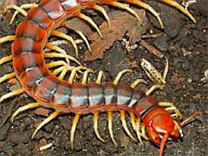kaip atsikratyti centipedes