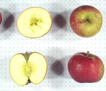 "Apple Tree Mantet" yra veislės aprašymas