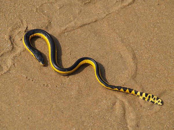 Gražiausios gyvatės pasaulyje