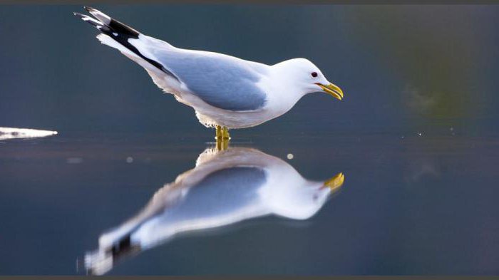 "Seagull Gull": aprašymas, savybės ir buveinė