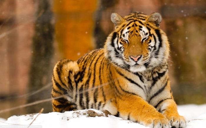 Ussuriyškis tigras - šiaurinis grožis