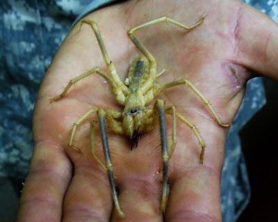 Kamparo voras: baisus, bet ne nuodingas