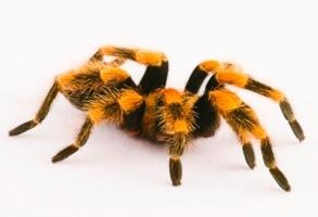 Geltonas ir juodas voras: populiariausios rūšys su tokia spalva
